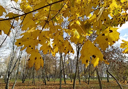Мокрый снег и ночные заморозки: прогноз погоды на 14-17 ноября