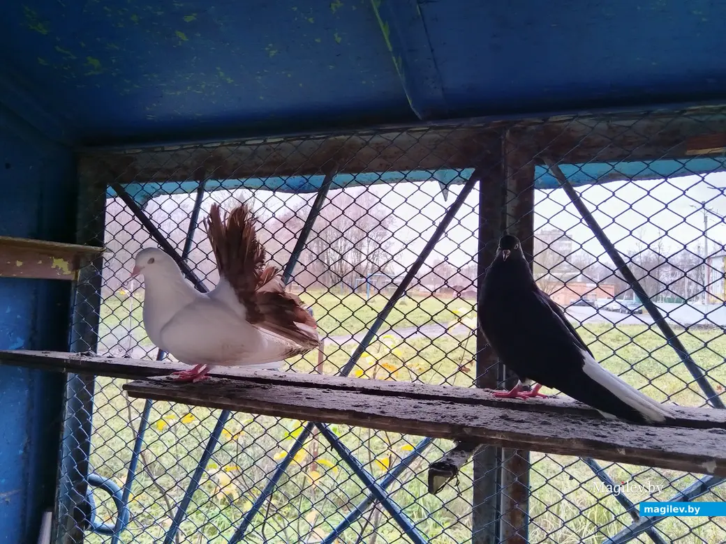 Голубятня на ул. Орловского. Могилев, 2023 г.