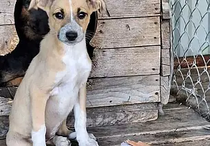 Щенки Волчок и Ника, кошка Красотка и котенок Лиза: кто ищет хозяина в Могилеве