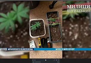 Бобруйчанин дома оборудовал помещение для выращивания конопли