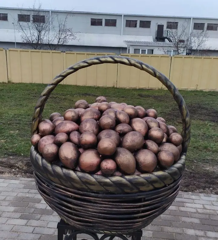 18 ноября 2023 года,, В Бобруйском районе увековечили картошку в бронзе. Фото нашего корреспондента.