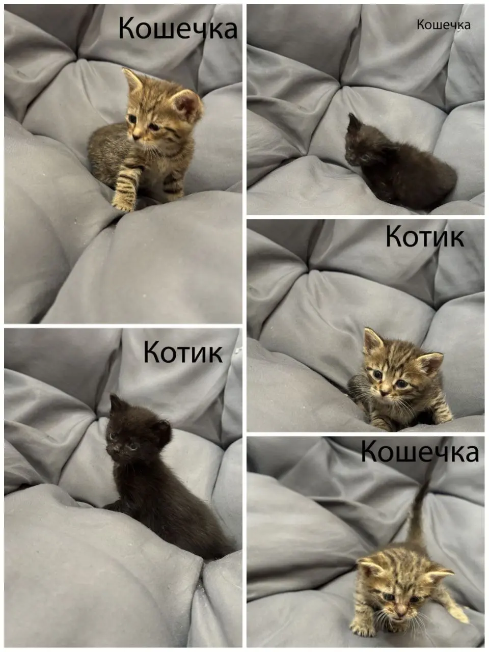 Котята.