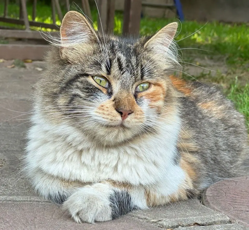 Кошка Лика.