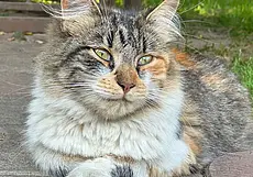 Кошка Машенька, щенки Тесси и Мишель и пес Арни: кто ищет хозяина в Могилеве