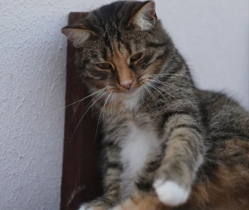 Кошка Машенька.