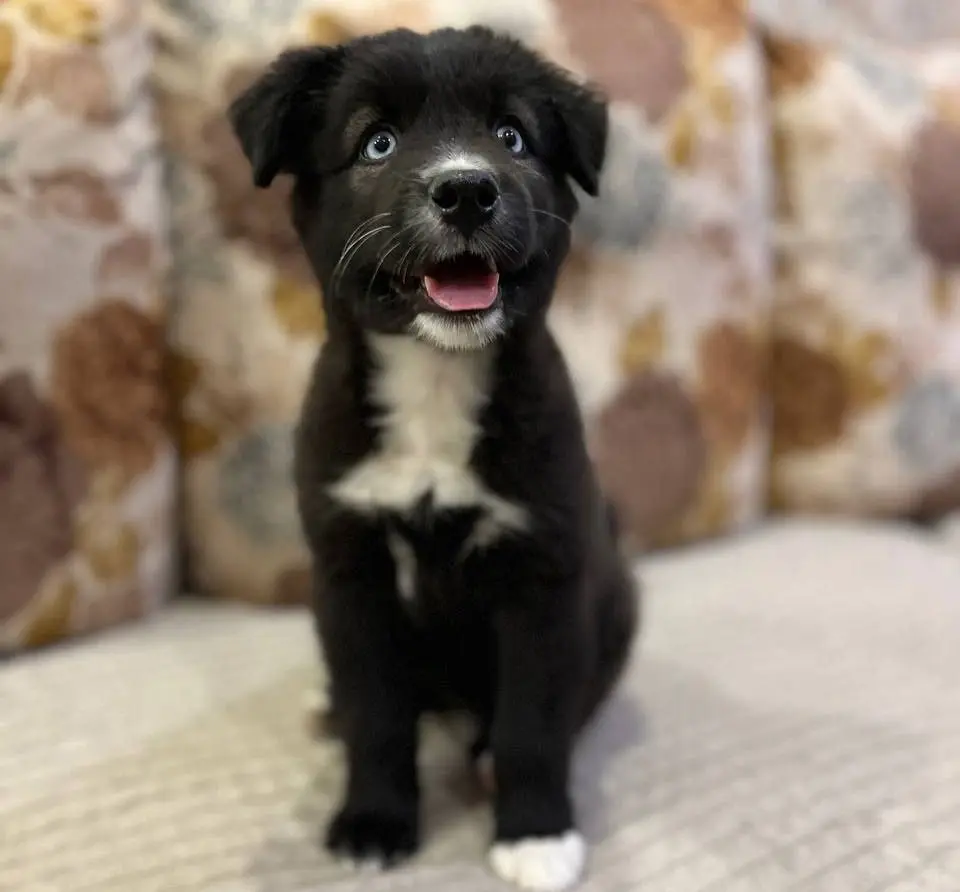 Щенок Тесси.