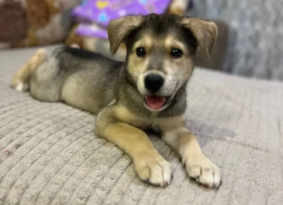 Щенок Мишель.