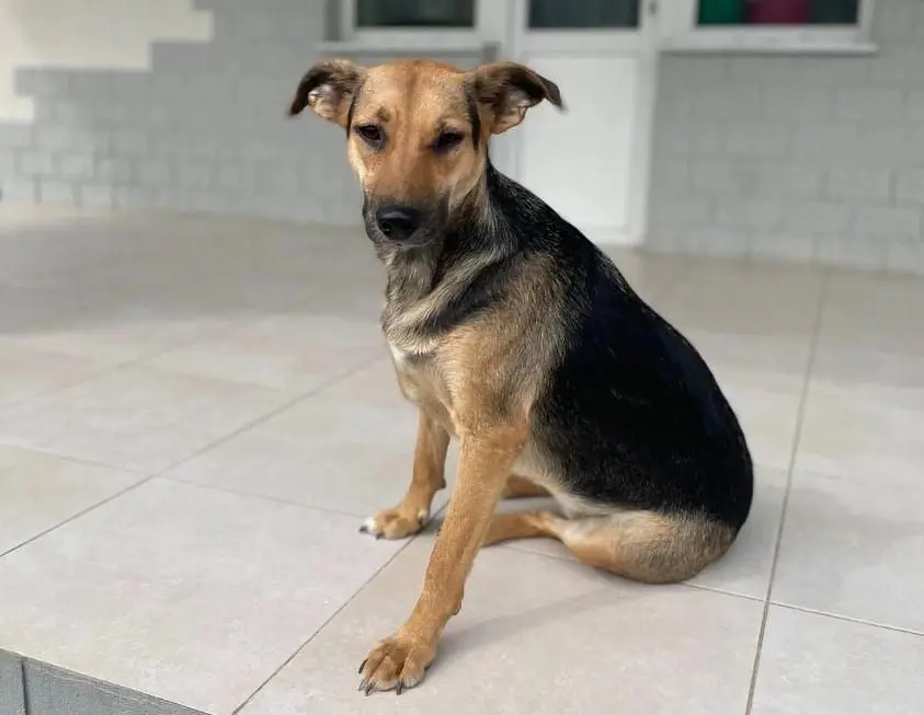 Собака Лекси.