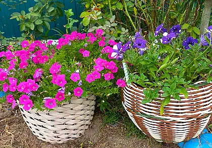 «Применение их самое разнообразное»