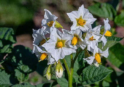 Увеличится ли урожайность картофеля, если обрывать его цветки?