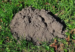 Вы забудете, что такое кротовые холмики: экологичный способ избавиться от крота на огороде