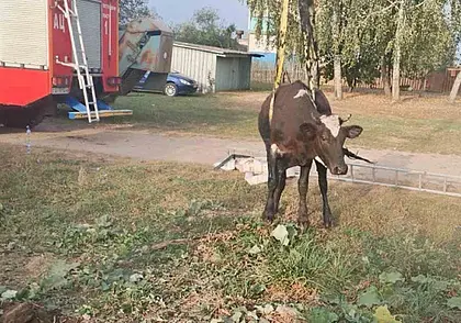 В Костюковичском районе спасатели достали корову из 4-метрового колодца