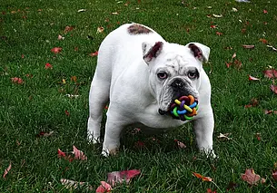 Почему собаки так любят играть с пищащими игрушками: вот чем писк привлекает питомцев