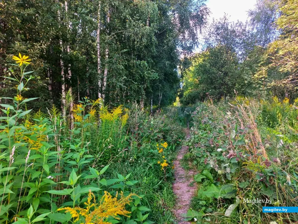 04.08.2024, Могилев. Прогулка в окрестностях Парк Сити.