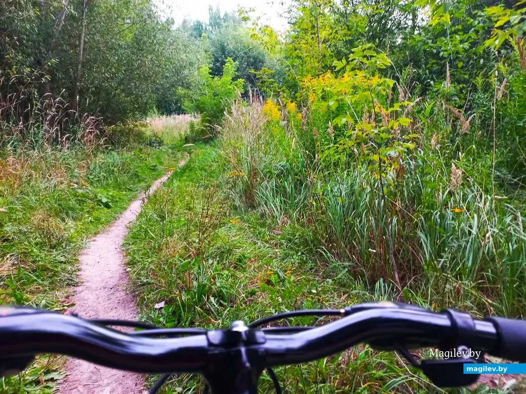 04.08.2024, Могилев. Прогулка в окрестностях Парк Сити.