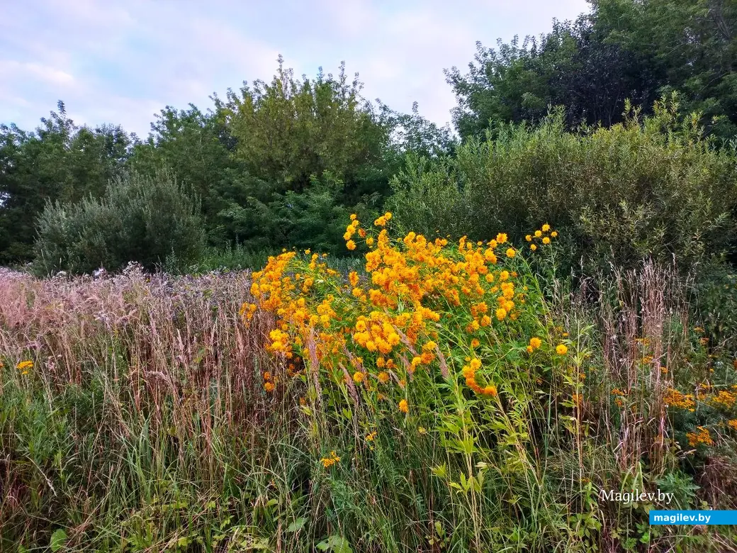 04.08.2024, Могилев. Прогулка в окрестностях Парк Сити.