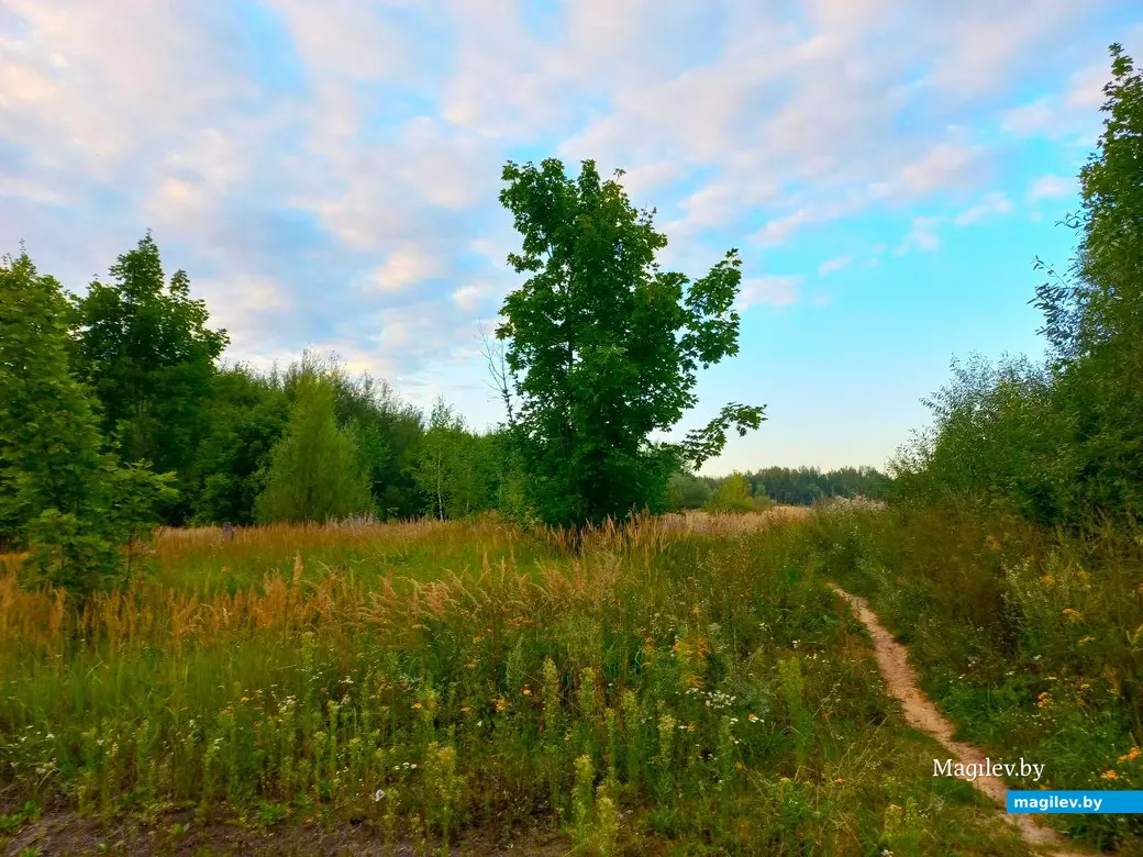 04.08.2024, Могилев. Прогулка в окрестностях Парк Сити.