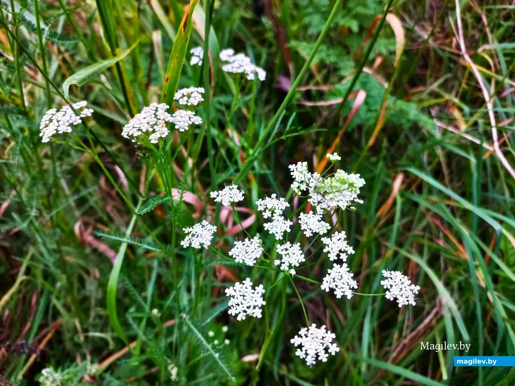 04.08.2024, Могилев. Прогулка в окрестностях Парк Сити.