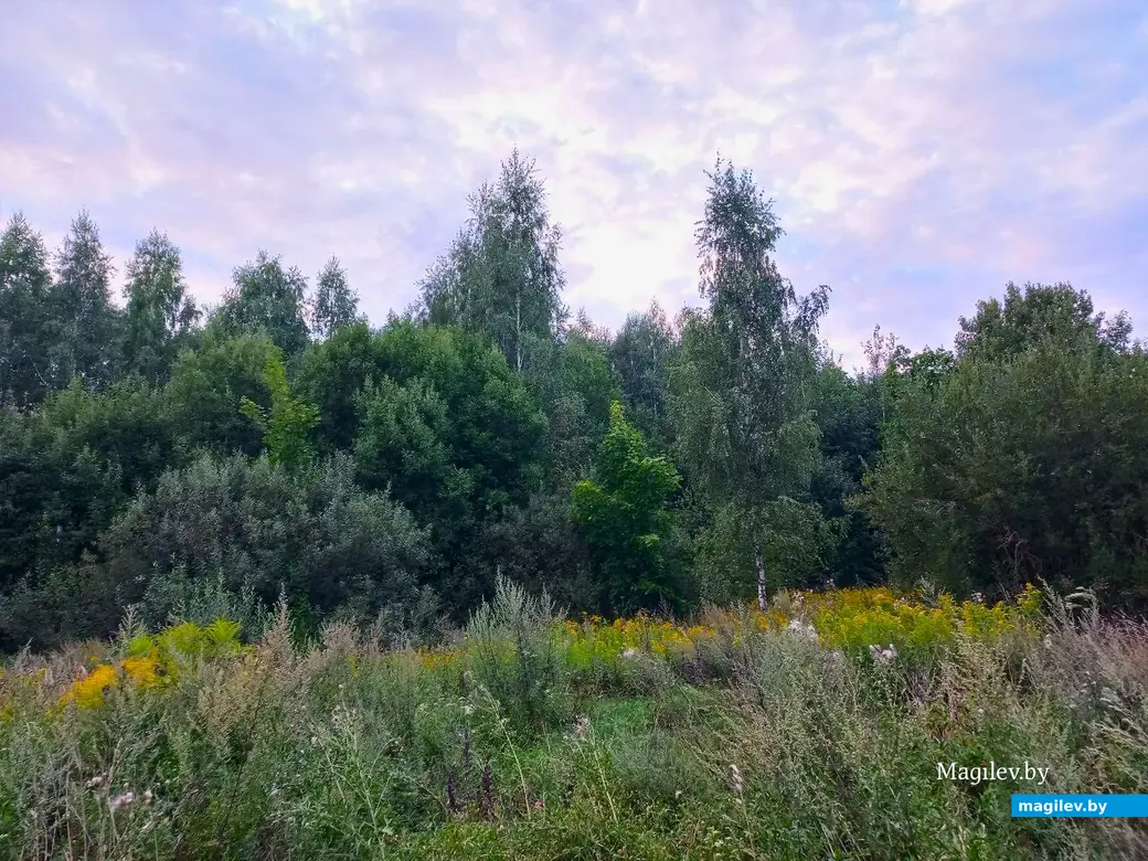 04.08.2024, Могилев. Прогулка в окрестностях Парк Сити.