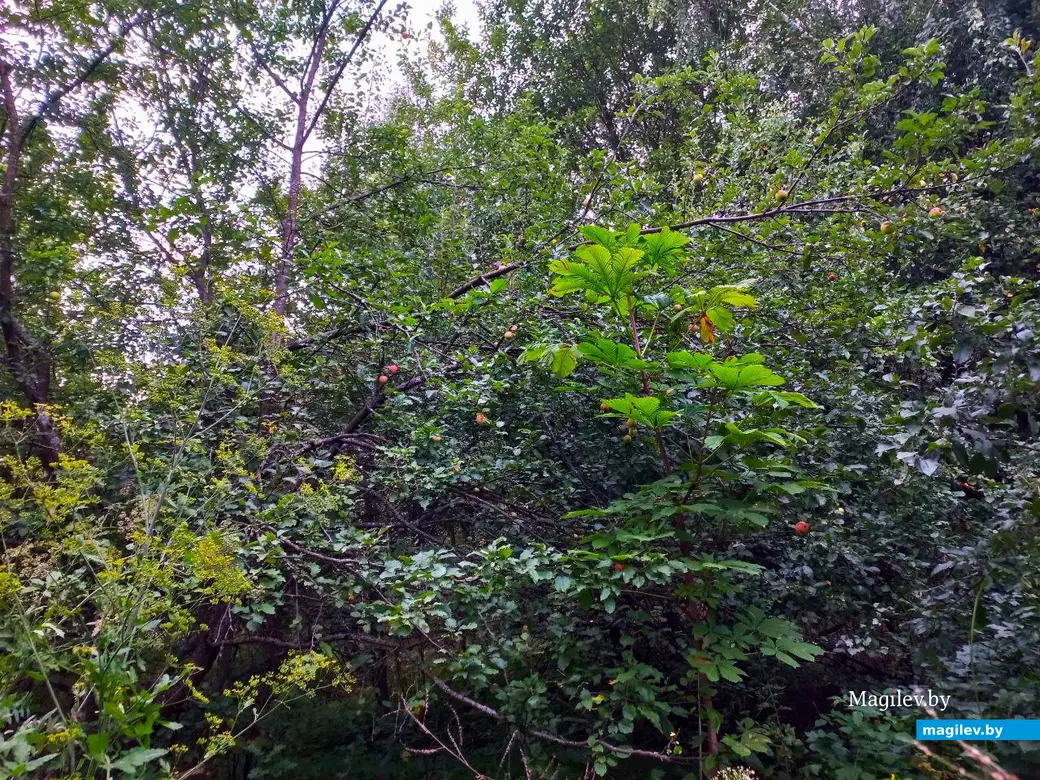 04.08.2024, Могилев. Прогулка в окрестностях Парк Сити.