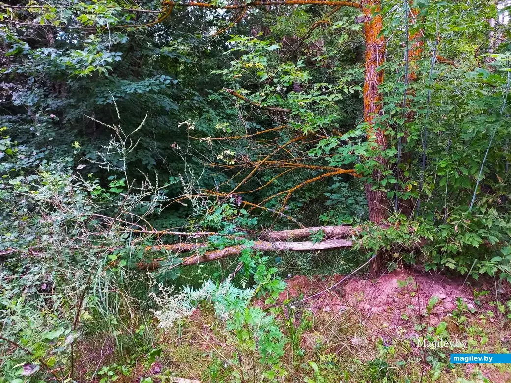 04.08.2024, Могилев. Прогулка в окрестностях Парк Сити.