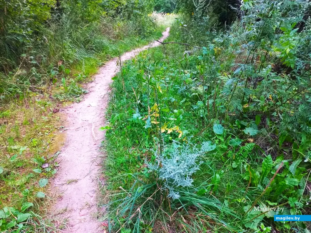 04.08.2024, Могилев. Прогулка в окрестностях Парк Сити.