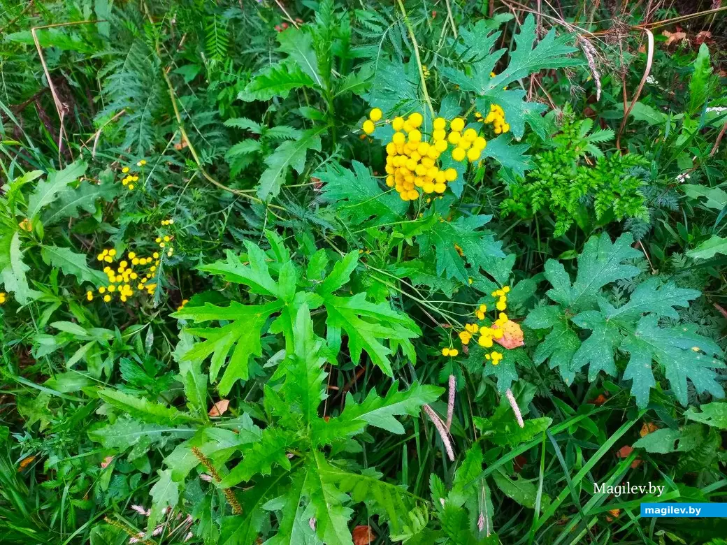 04.08.2024, Могилев. Прогулка в окрестностях Парк Сити.