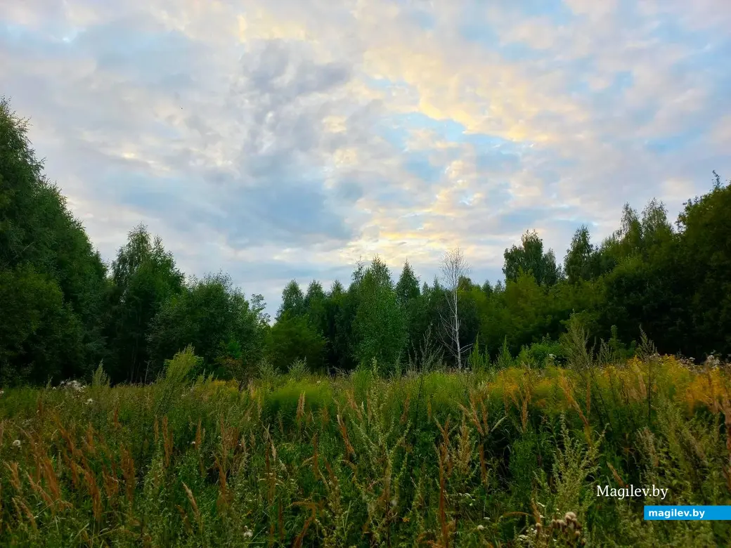 04.08.2024, Могилев. Прогулка в окрестностях Парк Сити.