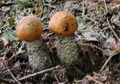 «На одной полянке нашли 56 кг лисичек». Начинаем грибной фотоконкурс «Ай да улов!»