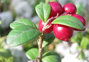 В Могилевской области определились, когда можно будет собирать бруснику и клюкву