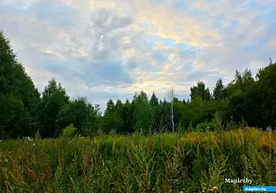 Направлялся в магазин, а попал на природу: незапланированная экскурсия в мир растений