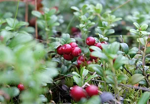 Сроки сбора брусники и клюквы установлены в Могилевской области