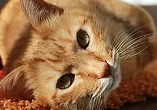 Самодельные игрушки для кошек, которые дадут фору магазинным: порадуйте своего питомца