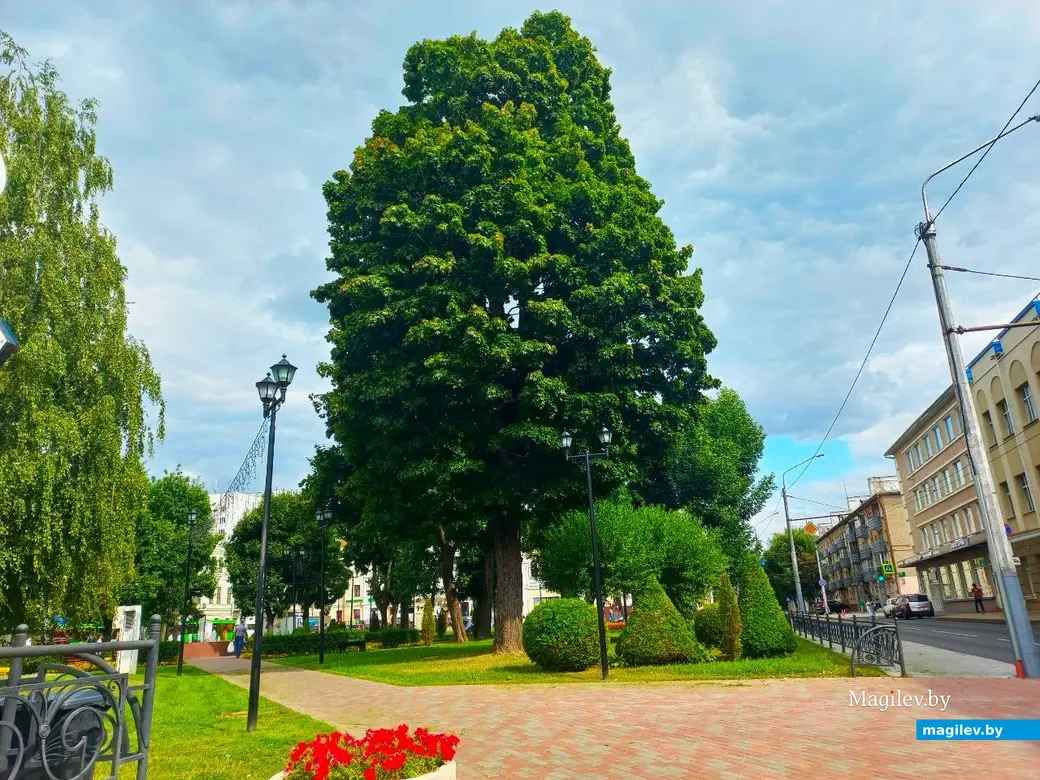 Август 2024 г., Могилев. Дерево Вити Шкарбонова в Театральном скверике.