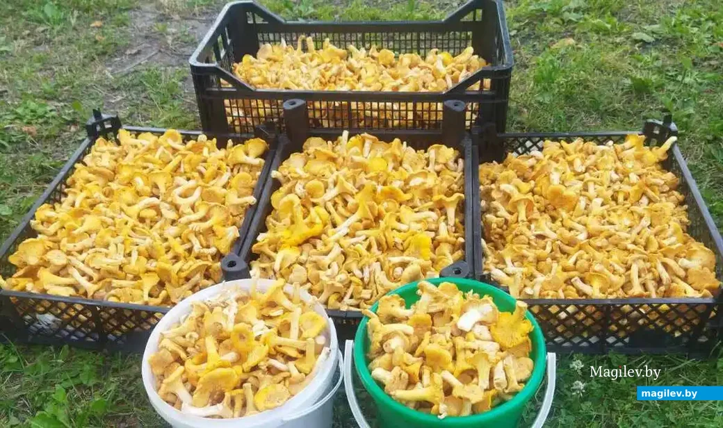 Трофеи Максима Гунаева.