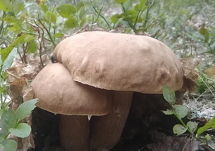 «Лучший результат этого года – 104 боровика и 88 подосиновиков»