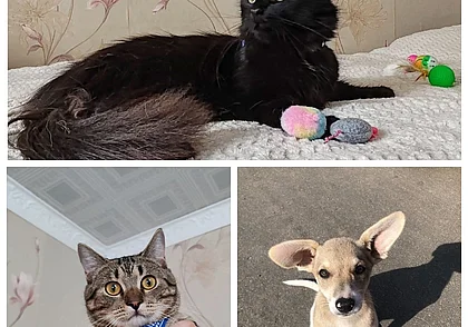 Кот Мерлин, девочки-кнопочки и милый щенок: кто ищет дом в Могилеве