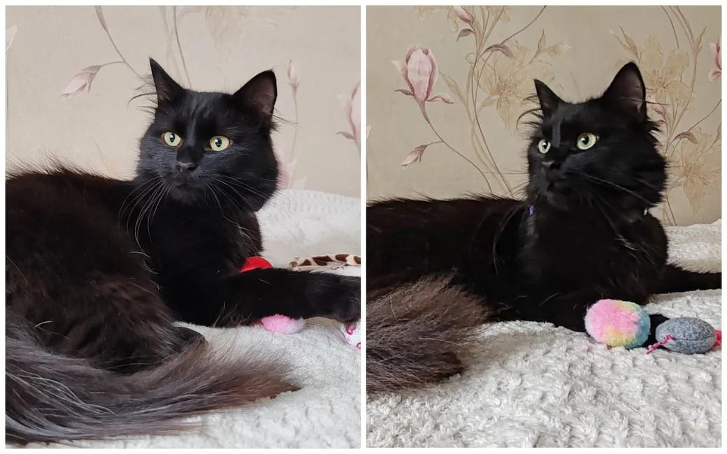 Котик-енотик