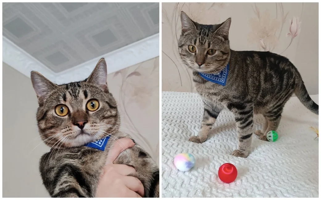 Кот Мерлин
