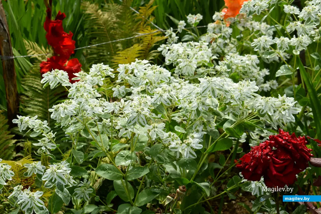 7.08.2024. д. Победа Кличевский район. В гостях у Таисии Ивановны Кушнеровой и Вадима Аркадьевича Шубина.