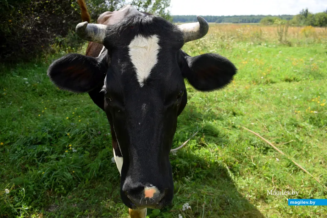 7.08.2024. д. Победа Кличевский район. В гостях у Таисии Ивановны Кушнеровой и Вадима Аркадьевича Шубина.