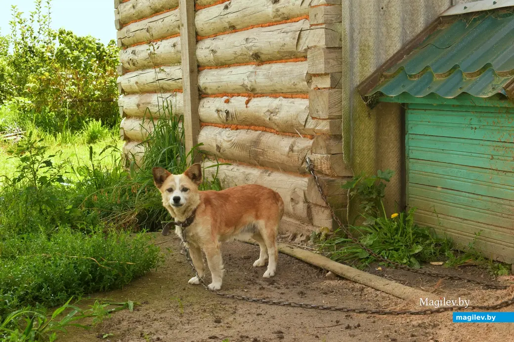 7.08.2024. д. Победа Кличевский район. В гостях у Таисии Ивановны Кушнеровой и Вадима Аркадьевича Шубина.