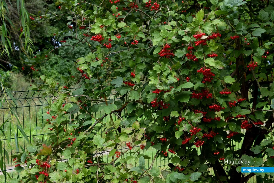 7.08.2024. д. Победа Кличевский район. В гостях у Таисии Ивановны Кушнеровой и Вадима Аркадьевича Шубина.