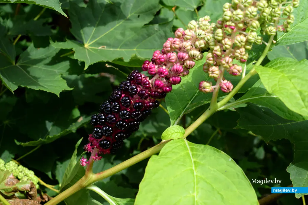 7.08.2024. д. Победа Кличевский район. В гостях у Таисии Ивановны Кушнеровой и Вадима Аркадьевича Шубина.