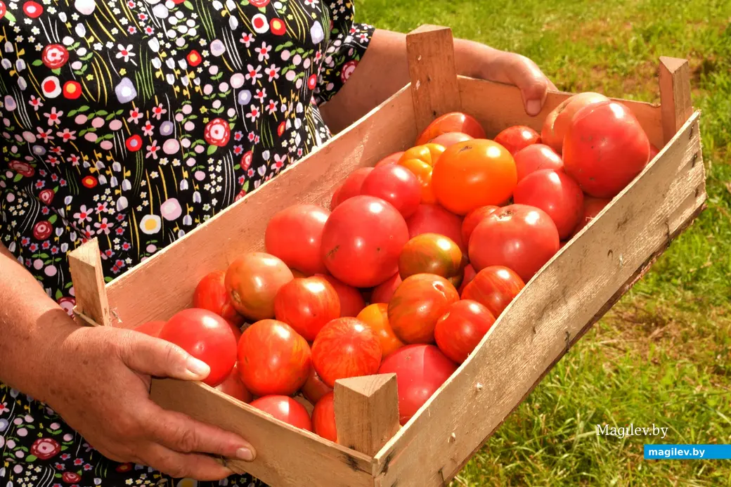 7.08.2024. д. Победа Кличевский район. В гостях у Таисии Ивановны Кушнеровой и Вадима Аркадьевича Шубина.