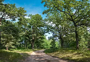 За грибами можно, но заезжать на авто в лес нельзя