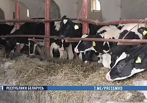 Падеж скота прикрывал фальсификацией документов: ущерб составил свыше 120 тысяч рублей