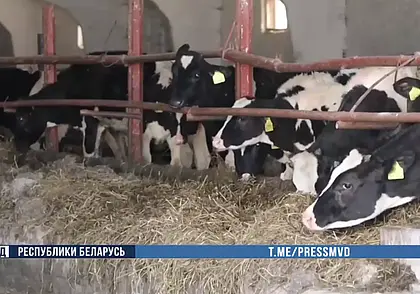 Падеж скота прикрывал фальсификацией документов: ущерб составил свыше 120 тысяч рублей