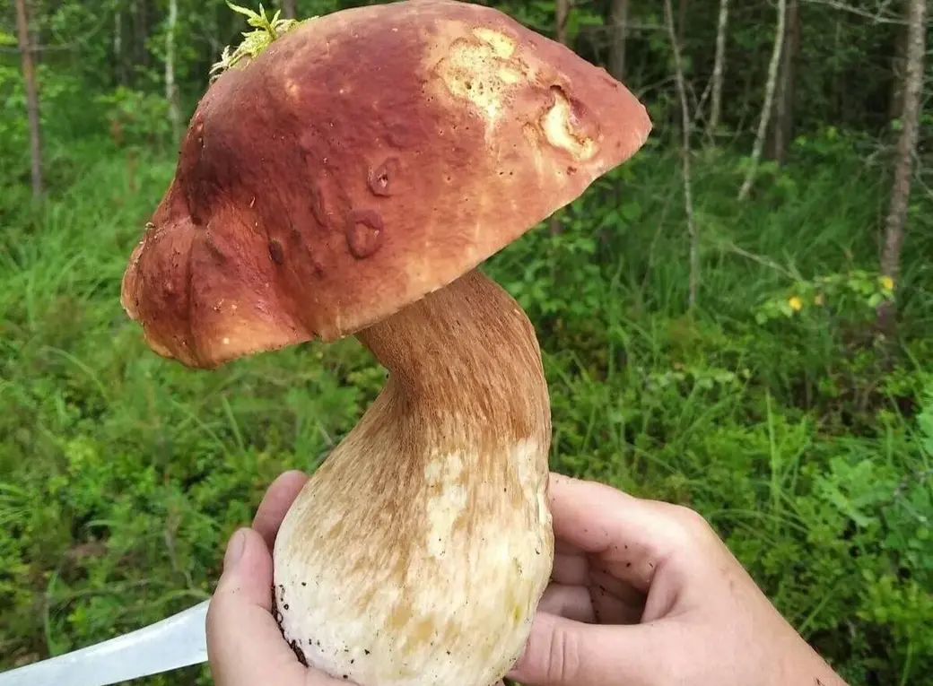 Находка бобруйчанки Аллы Сорокиной, август 2024 год.