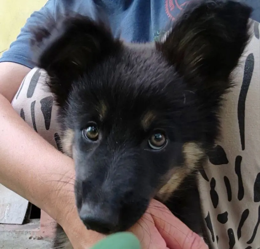 Малышка Алиса.